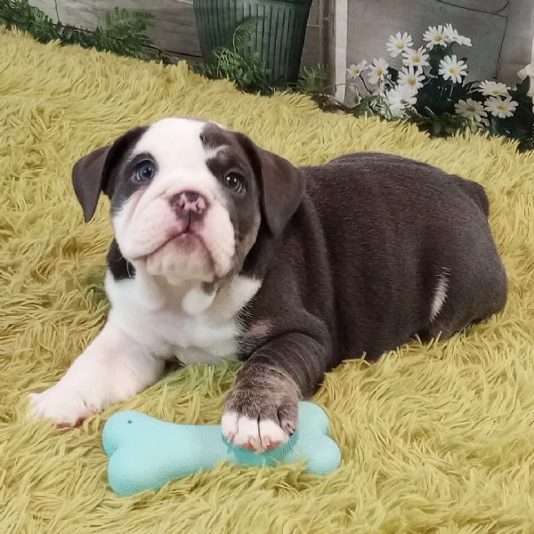 inglese  bulldog (cuccioli maschio e femmina) | Foto 0