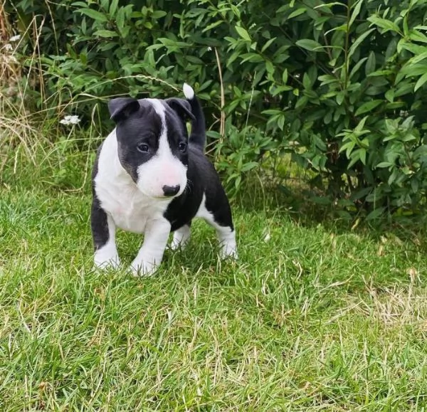 Bull Terrier (cuccioli maschio e femmina)