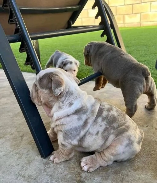 Bulldog Inglese (cuccioli maschio e femmina) | Foto 0