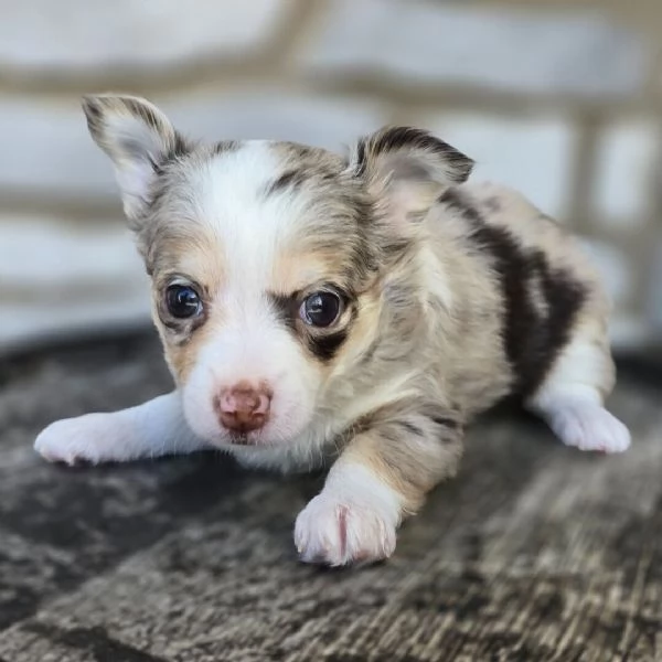 Mini  Toy  chihuahua (cuccioli maschio e femmina)