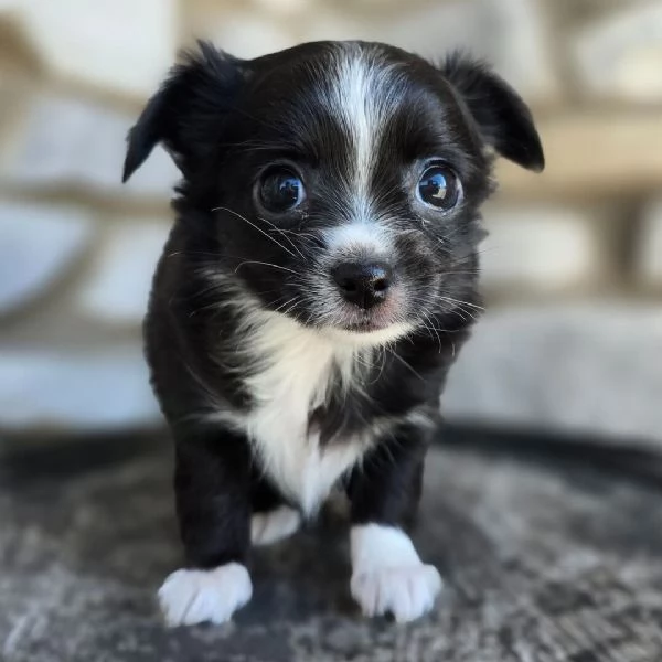 Mini  Toy  chihuahua (cuccioli maschio e femmina) | Foto 0