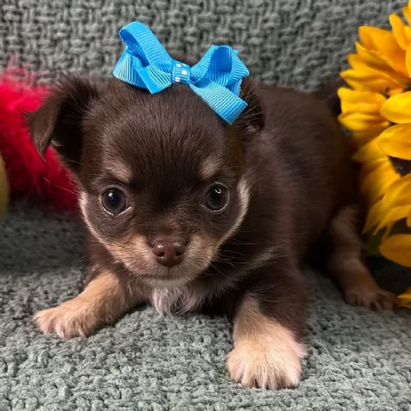 Chihuahua teacup (cuccioli maschio e femmina) | Foto 0