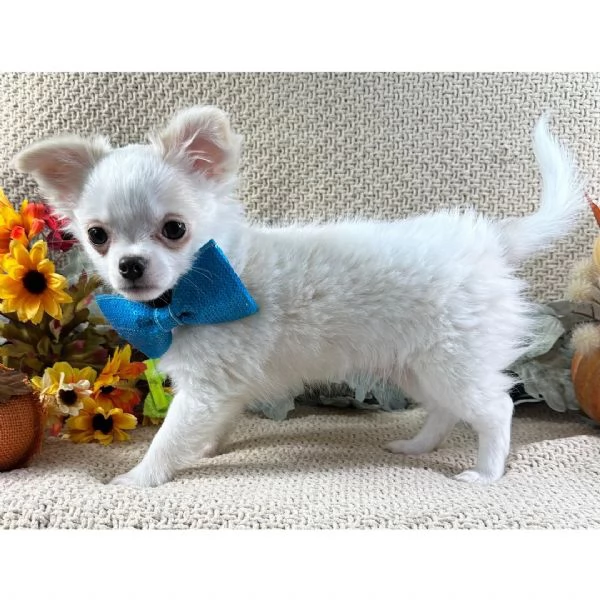 Chihuahua (cuccioli maschio e femmina)