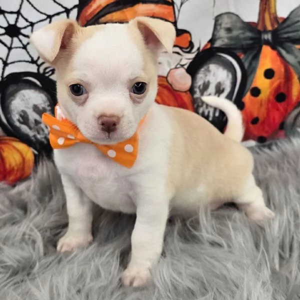 Chihuahua (cuccioli maschio e femmina) | Foto 0