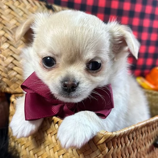 nera pelo lungo  Chihuahua Toy (cuccioli maschio e femmina) | Foto 0