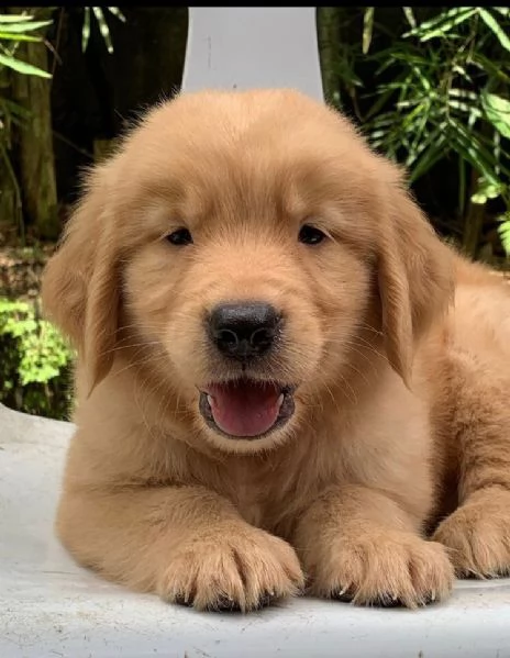 Golden Retriever (cuccioli maschio e femmina) | Foto 1