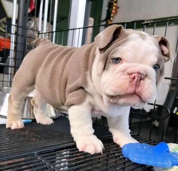 Bulldog Inglese (cuccioli maschio e femmina) | Foto 0