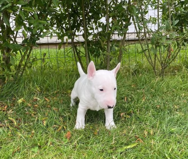 Bull Terrier (cuccioli maschio e femmina) | Foto 0