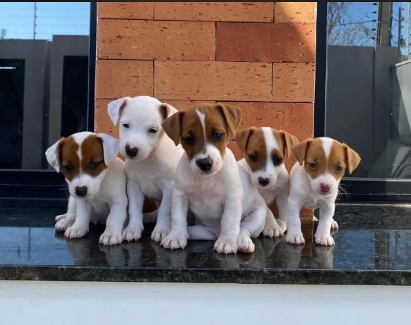 Jack Russell (cuccioli maschio e femmina)