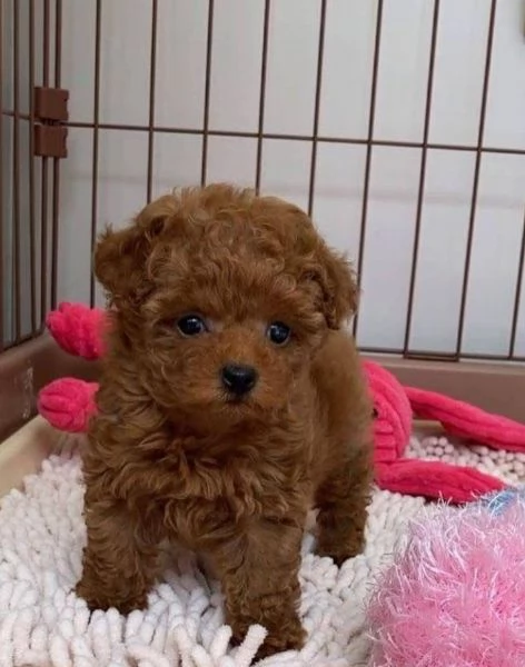 Barboncino Toy (cuccioli maschio e femmina) | Foto 0