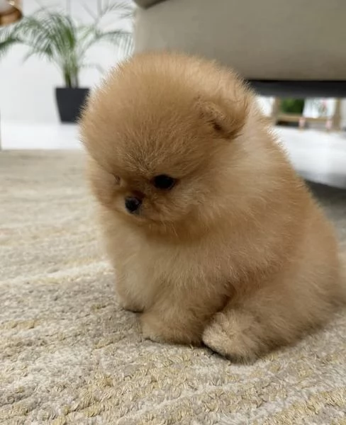 Pomeranian Toy (cuccioli maschio e femmina) | Foto 0