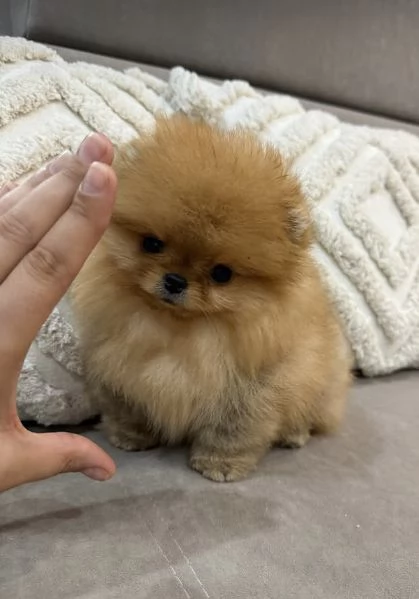 Pomeranian Toy (cuccioli maschio e femmina)