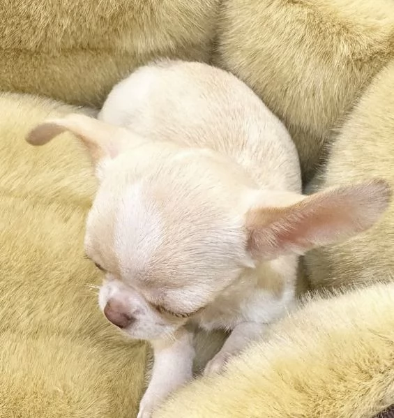 Chihuahua Toy (cuccioli maschio e femmina) | Foto 1