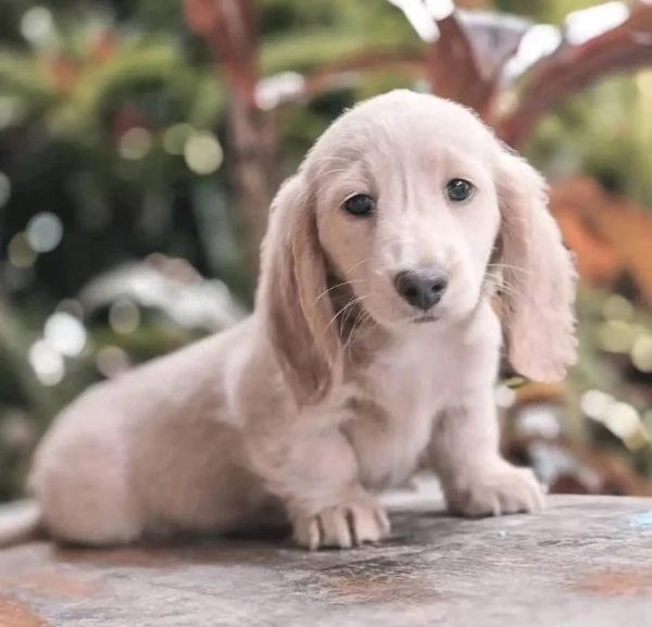 Bassotto Mini (cuccioli maschio e femmina)