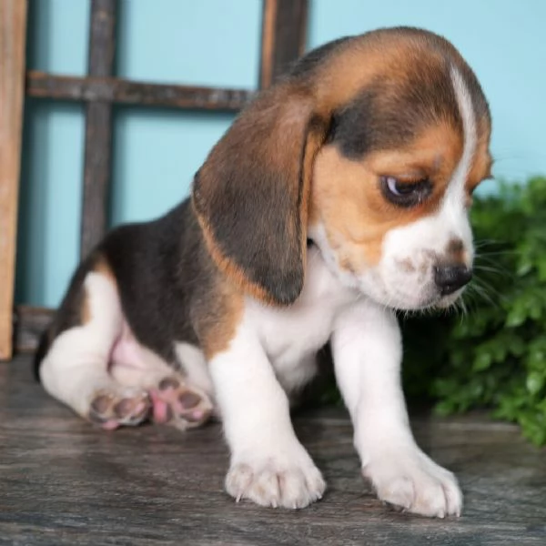 . Beagle (cuccioli maschio e femmina) | Foto 0