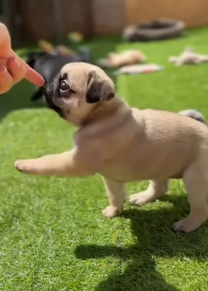  Carlino (Pug) (cuccioli maschio e femmina) | Foto 0