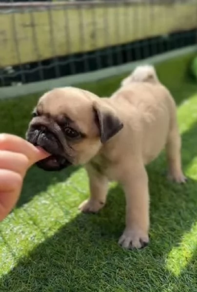  Carlino (Pug) (cuccioli maschio e femmina)