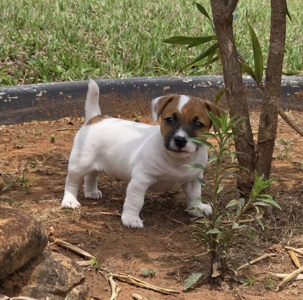 Jack Russell (cuccioli maschio e femmina) | Foto 0