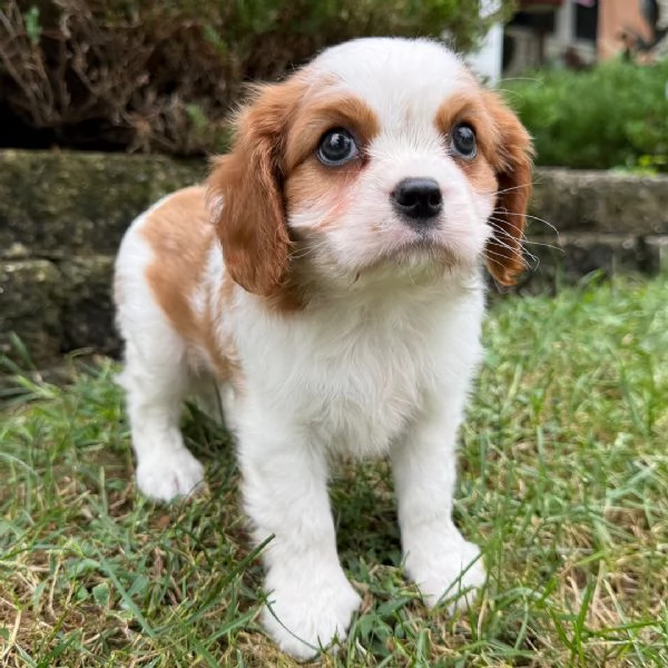 Cavalier King Charles (cuccioli maschio e femmina)