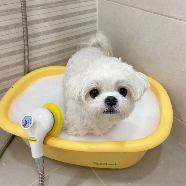 Maltese Toy (cuccioli maschio e femmina) | Foto 0