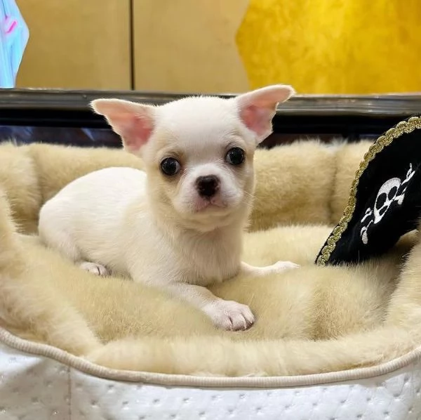 Chihuahua Toy (cuccioli maschio e femmina)