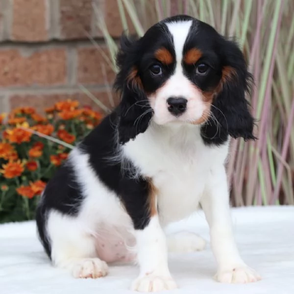 Cavalier King Charles (cuccioli maschio e femmina) | Foto 0