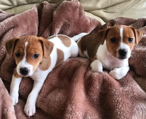 Shiba Inu (cuccioli maschio e femmina)