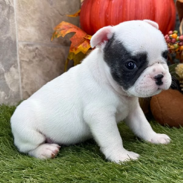 Bulldog francese  (cuccioli maschio e femmina)