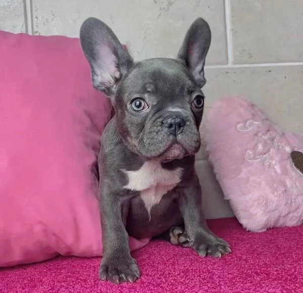 Bulldog francese  (cuccioli maschio e femmina) | Foto 0