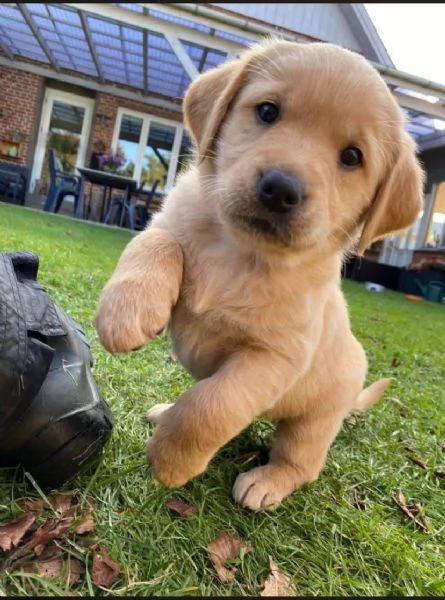  Labrador Retriever (cuccioli maschio e femmina) | Foto 1