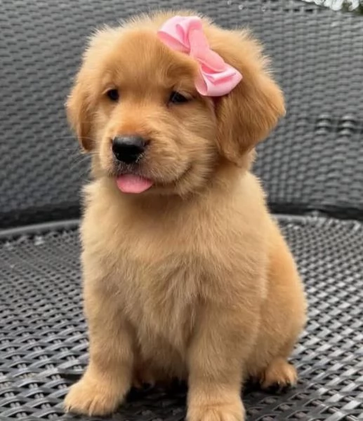  Labrador Retriever (cuccioli maschio e femmina)