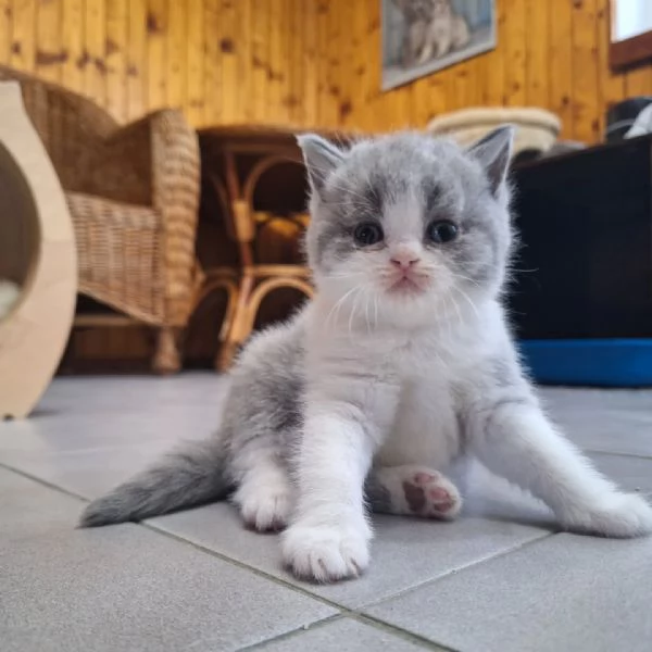 BELLISSIMI Gatti British shorthair | Foto 1