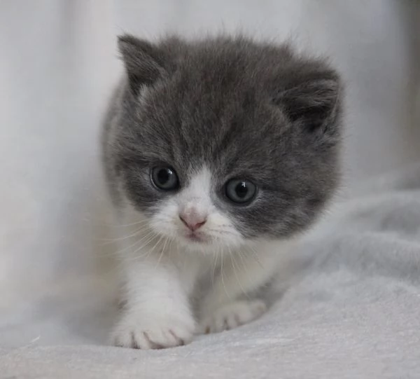 Gattini British Shorthair | Foto 0