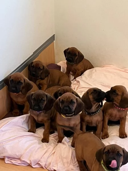 Cuccioli Segugio bavarese 