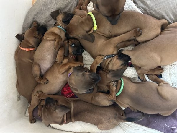 Cuccioli Segugio bavarese  | Foto 0