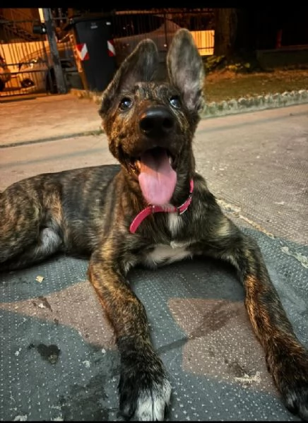 Vendita cucciolo femmina