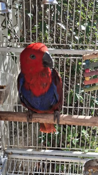 Ecletto femmina allevata a mano 10 mesi con cites in vendita | Foto 0