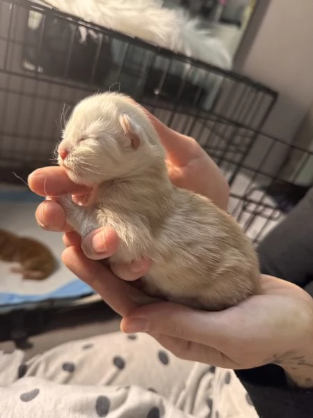 Cucciolo Maine Coon - Albus 