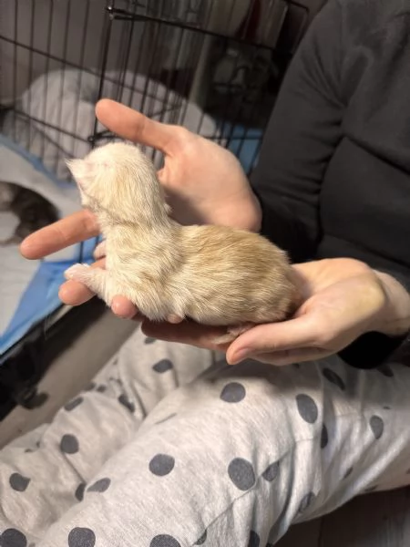 Cucciolo Maine Coon - Albus  | Foto 2