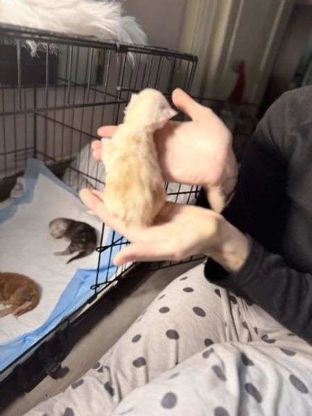 Cucciolo Maine Coon - Albus  | Foto 1