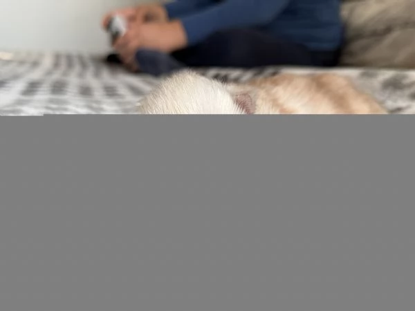 Cucciolo Maine Coon - Albus  | Foto 0