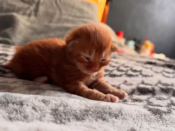 Cucciolo Maine Coon - Weasley 