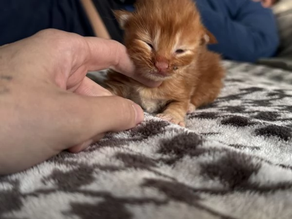 Cucciolo Maine Coon - Weasley  | Foto 1