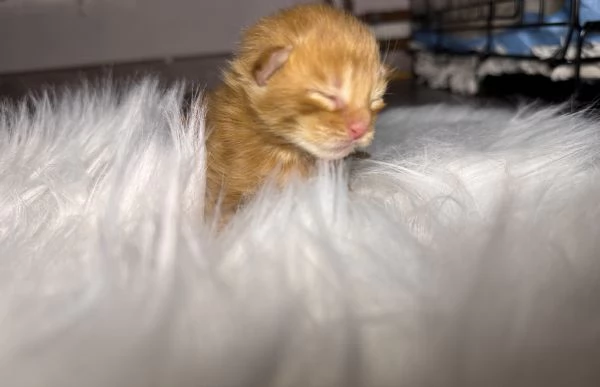 Cucciolo Maine Coon - Weasley  | Foto 0