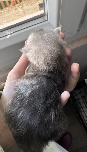 Cucciola Maine Coon - Edvige  | Foto 2