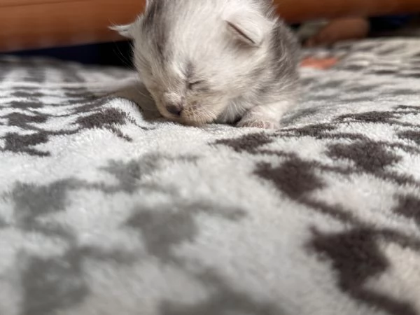 Cucciola Maine Coon - Edvige  | Foto 1