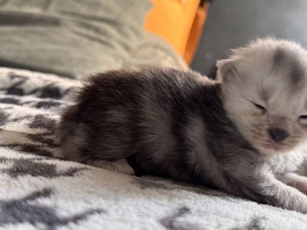 Cucciola Maine Coon - Edvige  | Foto 0