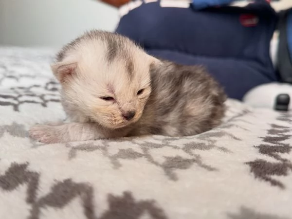 Cucciola Maine Coon - Edvige 