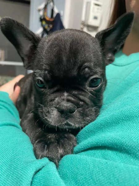 Bellissimi cuccioli di bulldog francese 