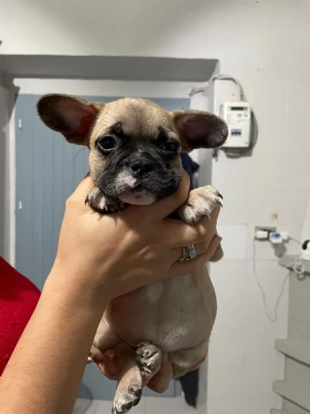 Bellissimi cuccioli di bulldog francese  | Foto 10